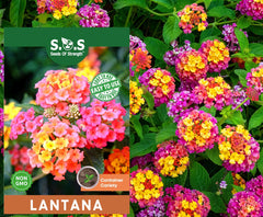 Seeds Of Strength lantana seeds pack in hand, ideal for drought-tolerant garden planning