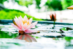 Seeds Of Strength miniature lily bloom in a pond for graceful display.