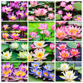 Seeds Of Strength mixed miniature water lilies bloom in a bowl for color and calm ambience.