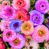 Seeds Of Strength mixed peony ranunculus bulbs create rainbow blooms for borders and containers
