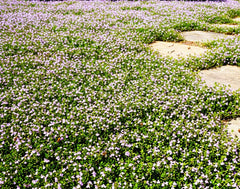 Seeds Of Strength Pink Mix Creeping Thyme forms a fragrant ground cover with pink blooms