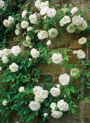 Seeds Of Strength rare heirloom rose seeds offer unique color options and heirloom quality.