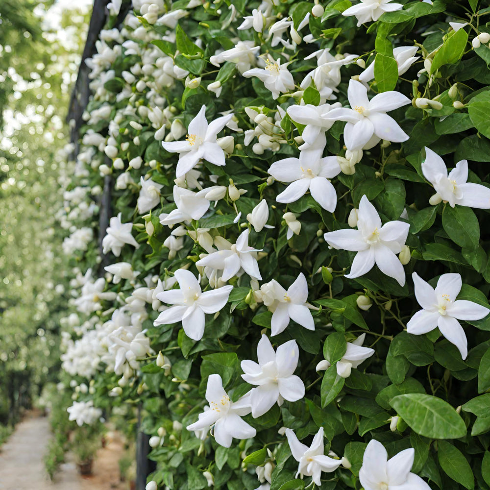Seeds Of Strength rare scented jasmine seeds front-pack shot for easy planting