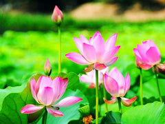 Seeds Of Strength water lilies bloom in a decorative container display.