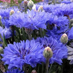 Seeds2Go Dwarf Blue Cornflower petals close-up showcases double blooms for cut flower gardens.