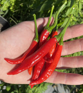 Sherwoods Seeds Calabrian Pepper Ristra packet for planting in home gardens
