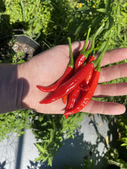 Sherwoods Seeds Calabrian Pepper Ristra ripe peppers on plant, ideal for home cooking