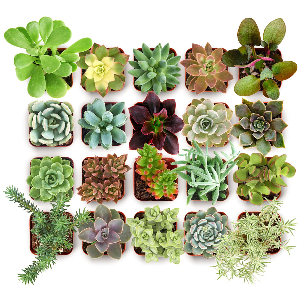 Shop Succulents collectors pack 20 live mini succulents side view for easy home décor