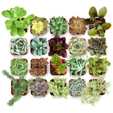 Shop Succulents collectors pack 20 live mini succulents side view for easy home décor