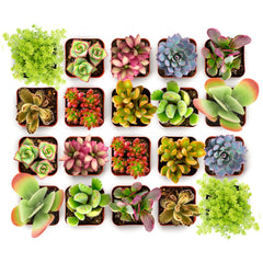 Shop Succulents Endless Summer Pack mini succulent plant for bright, low-maintenance decor.