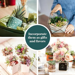 Shop Succulents Endless Summer Pack terrarium display option adds natural texture.