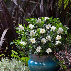 Shrub Frostproof Gardenia mature size 48 inches, foundation planting.