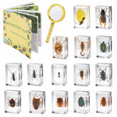 SINGEWOW 15-insect specimens set displayed for classroom study and observation