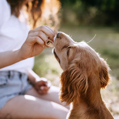 SmartBones rawhide-free chews promote easy digestion and safe chewing for dogs.