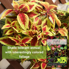 Sow Right Seeds Coleus Rainbow Mix leaves with vibrant multi-color patterns.