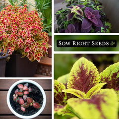 Sow Right Seeds Coleus Rainbow Mix plant reaching 18-30 inches tall in garden.
