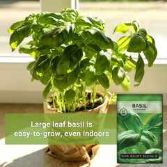 Genovese basil plant growing indoors in a sunny kitchen