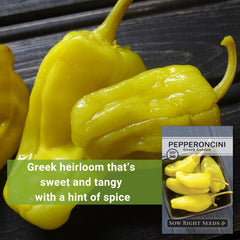 Red ripe Greek Golden Pepperoncini pepper ready for pickling and salads