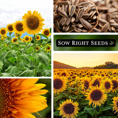 Sow Right Seeds Mammoth Sunflower seeds ready for harvest and roasting at home.