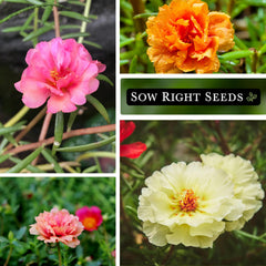Sow Right Seeds Moss Rose in a container garden for easy outdoor color.