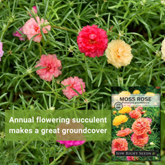 Sow Right Seeds Moss Rose ground cover forming a low, colorful carpet.