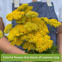 Sow Right Seeds red yarrow seed packet featuring bold blossoms for pollinator gardens.