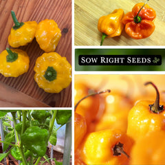Sow Right Seeds Scotch Bonnet seed packet label highlights non-GMO heirloom variety.