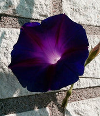 SPROUTARAQ morning glory climbing vine on trellis for vertical garden appeal