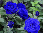 SPROUTARAQ 50plus climbing rose seeds undergoing stratification to boost germination and vigor