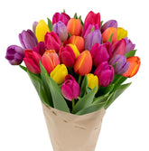 Stargazer Barn 30-stem rainbow tulips bouquet bud stage for longer vase life