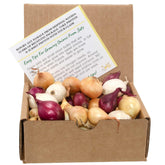 Stargazer Perennials mixed onion sets in red, white, and yellow for garden variety and fresh flavors.