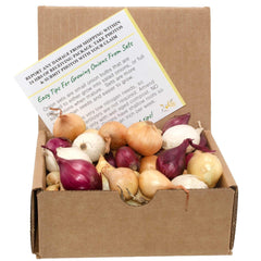Stargazer Perennials mixed onion sets in red, white, and yellow for garden variety and fresh flavors.