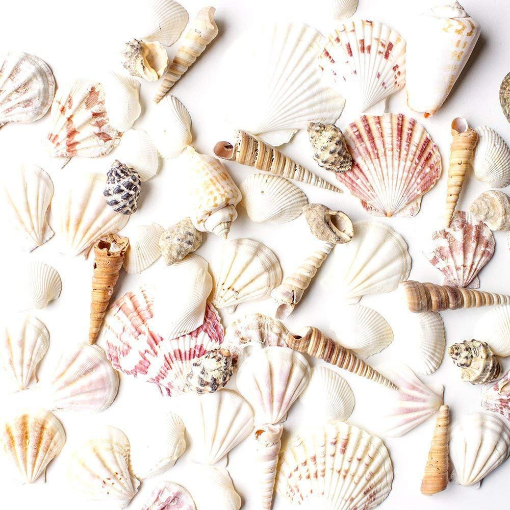 Super Z Outlet mixed ocean seashells collection for DIY decorations and party accents.