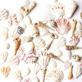 Super Z Outlet mixed ocean seashells collection for DIY decorations and party accents.