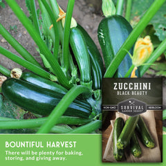 Harvest-ready Black Beauty zucchini fruit in the 6-8 inch range from SURVIVAL GARDEN SEEDS.
