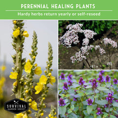 Survival Garden Seeds mugwort-leaf detail for dream-enhancing teas