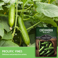 SURVIVAL GARDEN SEEDS Muncher baby cucumbers provide easy harvests.