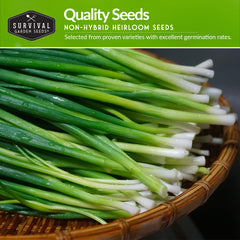 Survival Garden Seeds Red Burgundy onion seed pack for flavorful bulbs.