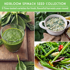SURVIVAL GARDEN SEEDS container gardening setup demonstrates indoor spinach cultivation.