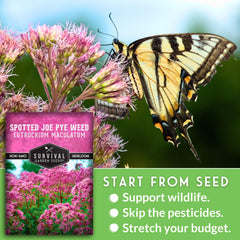 SURVIVAL GARDEN SEEDS Spotted Joe Pye Weed mature plant demonstrates height in landscapes
