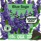 SVI Blue Sage Seeds for outdoor planting featuring blue spikes to brighten borders and attract pollinators.