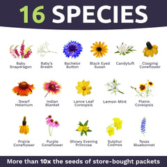 Sweet Yards heirloom wildflowers with large fragrant blooms for vibrant garden color