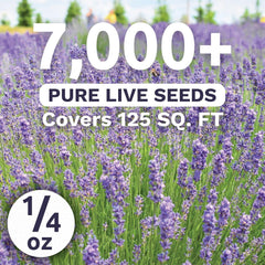 Sweet Yards lavender in a garden bed, ideal for sunny borders.