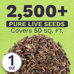 SWEET YARDS seeds close-up showing freshness and high germination potential.
