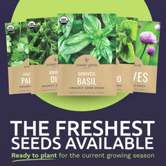Sweet Yards Bouquet Dill seeds for bright aroma in pickles and salads.