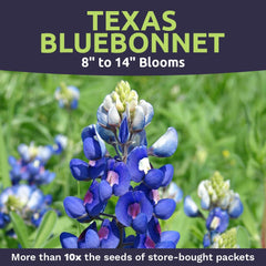 Sweet Yards Texas Bluebonnet seeds garden idea with vibrant color