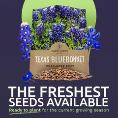 Sweet Yards Texas Bluebonnet seeds closeup with rich deep blue petals