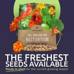 SWEET YARDS Nasturtium seeds extra-large packet closeup shows generous seed count