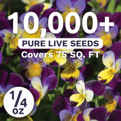 Close-up of Sweet Yards Viola Johnny Jump-Up seeds showing germination potential.