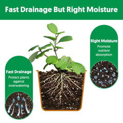 The Next Gardener peat moss-perlite ratio fosters airy roots and resilient young plants.